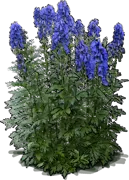 Plant - Monkshood \u0027Arendsii\u0027