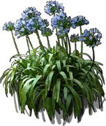 Plant - Agapanthus africanus