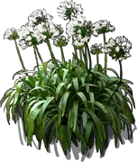 Plant - Agapanthus africanus