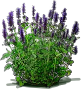 Plant - Anise Hyssop \u0027Blue Boa\u0027