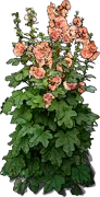 Plant - Alcea Peaches\u0027n Dreams