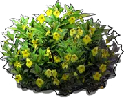 Plant - Allamanda schottii