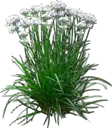 Plant - Garlic Chives