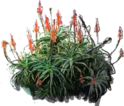 Plant - Aloe arborescens