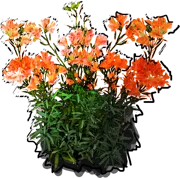 Plant - Alstroemeria aurantiaca