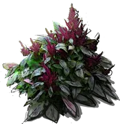 Plant - Purple Amaranth