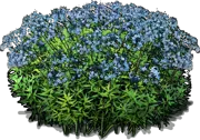 Plant - Blue Star