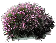 Plant - Bog Rosemary