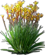 Plant - Kangaroo Paw