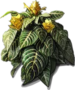 Plant - Aphelandra