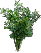 Plant - Celery root