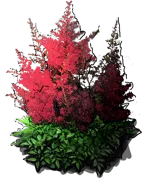 Plant - Astilbe arendsii Grenade