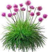 Plant - Sea thrift