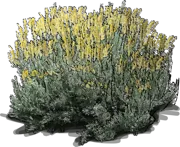 Plant - Big Sagebrush