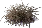 Plant - Dwarf Rock Lily