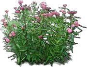 Plant - Swamp Milkweed \u0027Soulmate\u0027