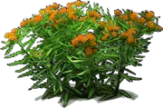 Plant - Butterfly Milkweed