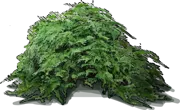 Plant - Asparagus fern