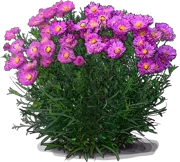 Plant - Michelmas daisy \u0027Heinz Richard\u0027