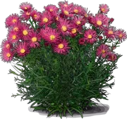 Plant - Michelmas daisy \u0027Island Bahamas\u0027
