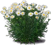Plant - Michelmas daisy \u0027Snow Sprite\u0027