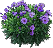 Plant - New England Asters