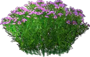 Plant - New England Asters