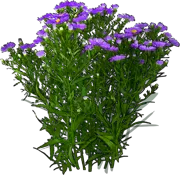 Plant - Michaelmas daisy