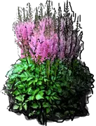 Plant - Astilbe chinensis Pumila