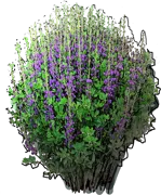 Plant - Baptisia