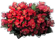 Plant - Wax Begonia