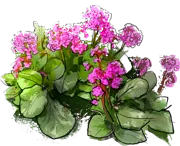 Plant - Bergenia cordifolia