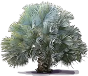 Plant - Bismarck Palm