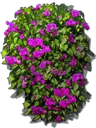 Plant - Purple Queen Bougainvillea