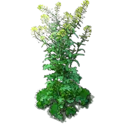 Plant - Kale