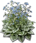 Plant - Siberian Bugloss \u0027Emerald Mist\u0027