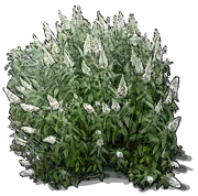 Plant - Butterfly bush \u0027Marbled White\u0027