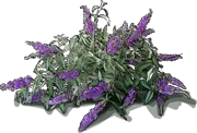 Plant - Butterfly bush \u0027Sophie\u0027