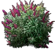 Plant - Butterfly bush \u0027Sugar Plum\u0027