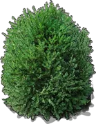 Plant - Boxwood \u0027Green Mountain\u0027