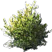 Plant - Boxwoods common \u0027Elegant\u0027