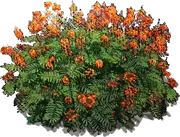 Plant - Caesalpinia pulcherrima