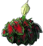 Plant - Caladium bicolor