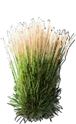 Plant - Calamagrostis acutiflora