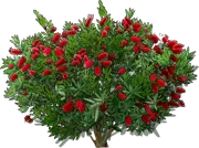 Plant - Crimson Bottlebrush \u0027Splendens\u0027