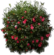 Plant - Japanese Camellia