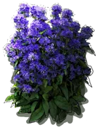 Plant - Campanula glomerata