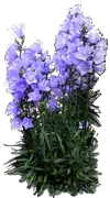 Plant - Campanula pericifolia \u0027Coerulea\u0027