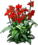 Plant - Canna Lily \u0027Brilliant\u0027