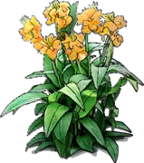 Plant - Canna Lily \u0027Golden Lucifer\u0027